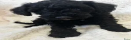 Schnoodle dogs for sale: Miniature F1 Schnoodles Puppies  - Advert 7