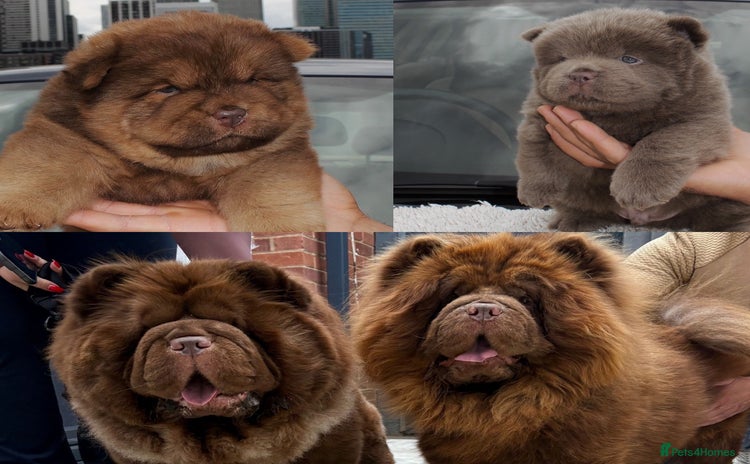 Chow Chow dogs - Advert 3
