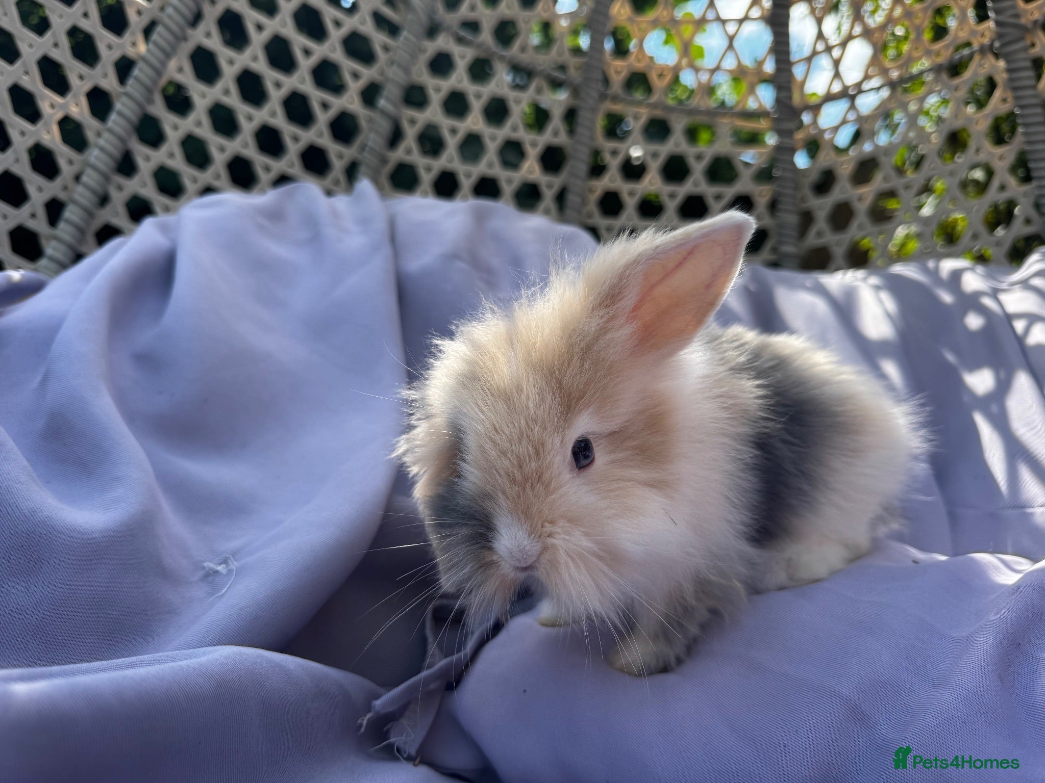 Mixed Breed rabbits Rabbits for sale looking for forever homes mixed  - Advert 1