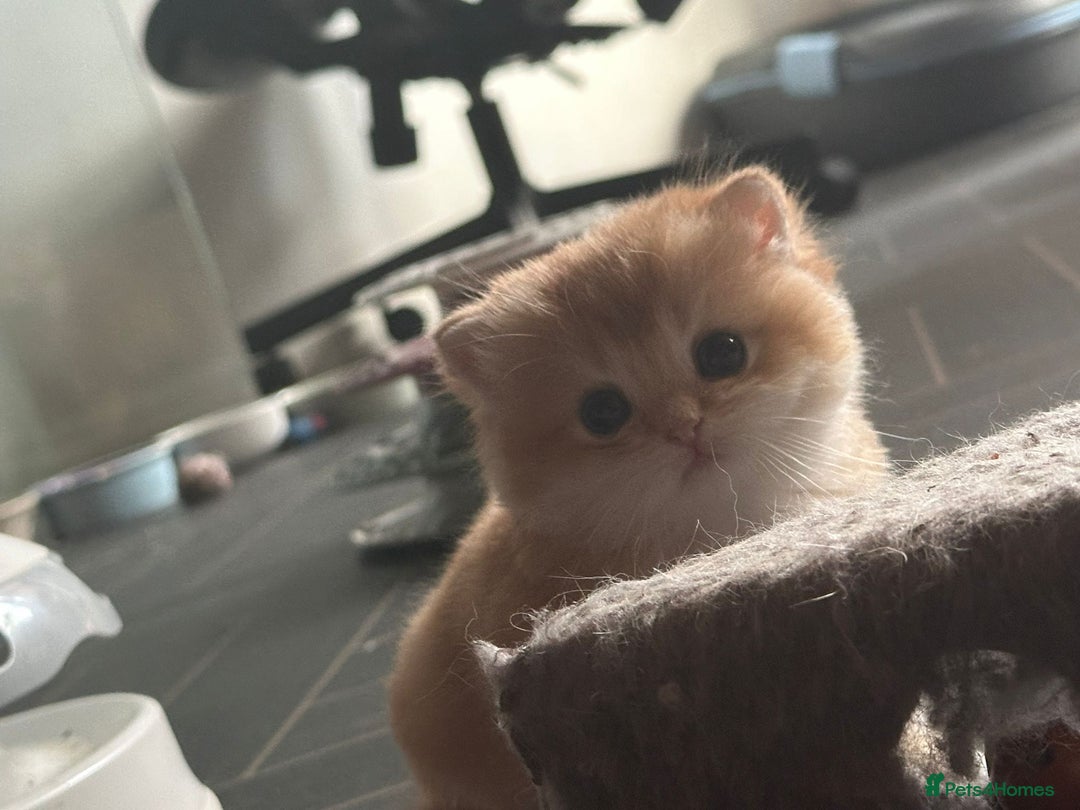 British Shorthair cats for sale: GCCFreg BSH & BLH Chocolate & Black Golden Kittens - Advert 16