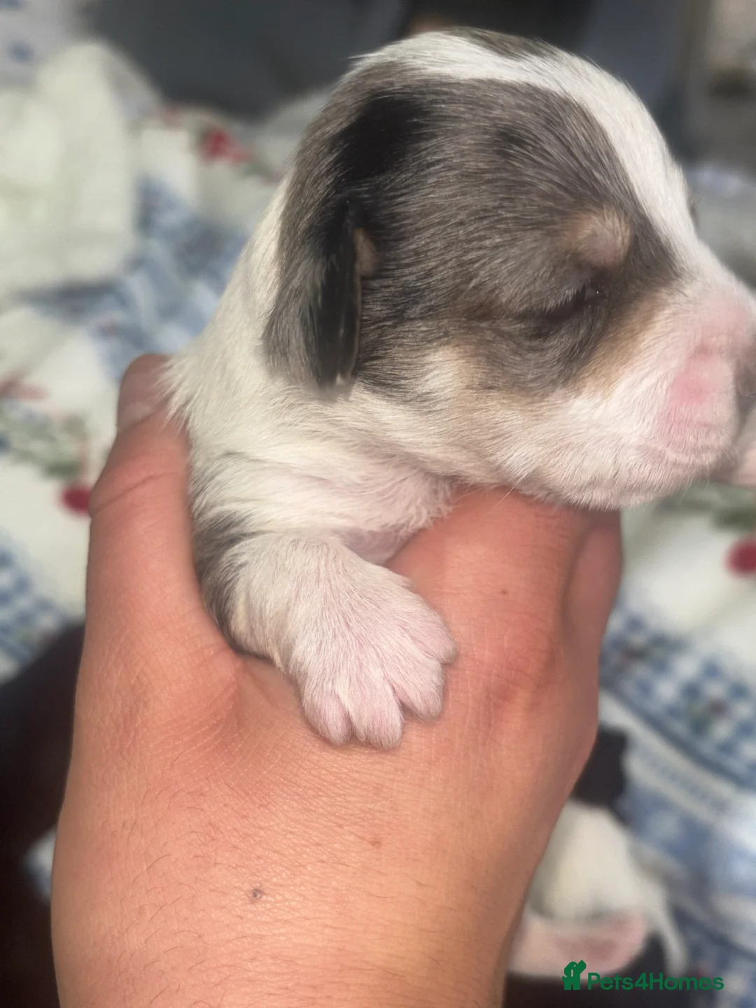 Mixed Breed dogs for sale: Terriers for new homes  - Advert 11