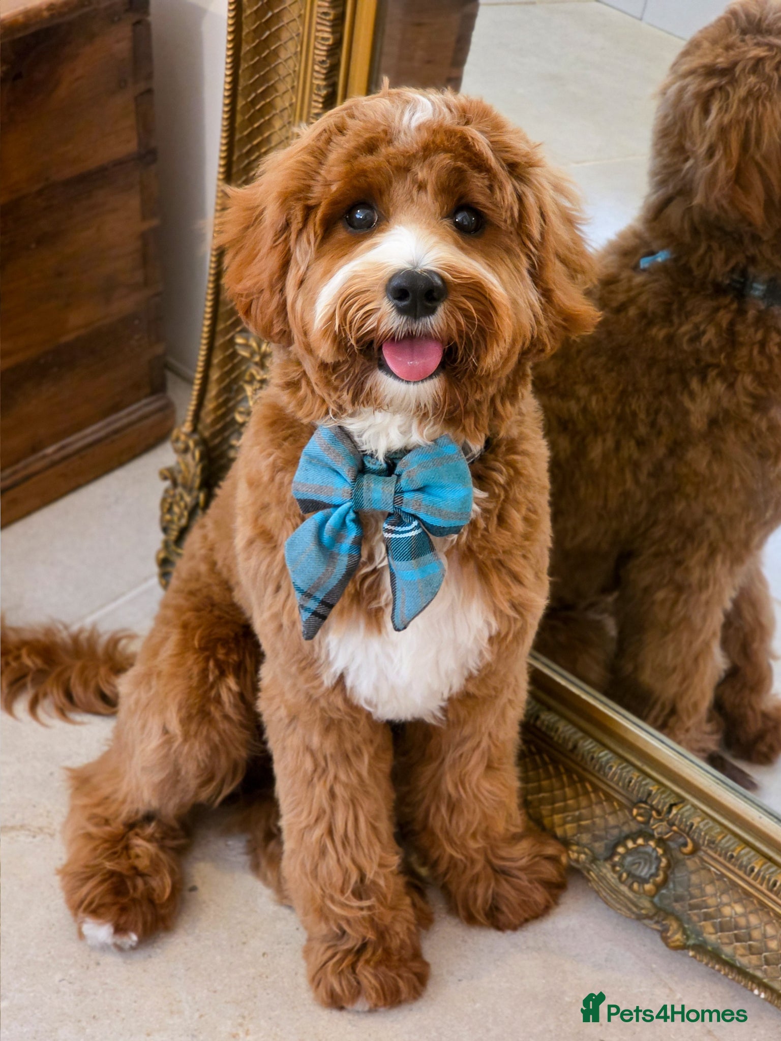 Cavapoo dogs for stud: Cavapoo avaiable for stud - Advert 5