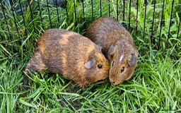 Guinea Pig rodents for sale: Guinea pigs  - Image 11