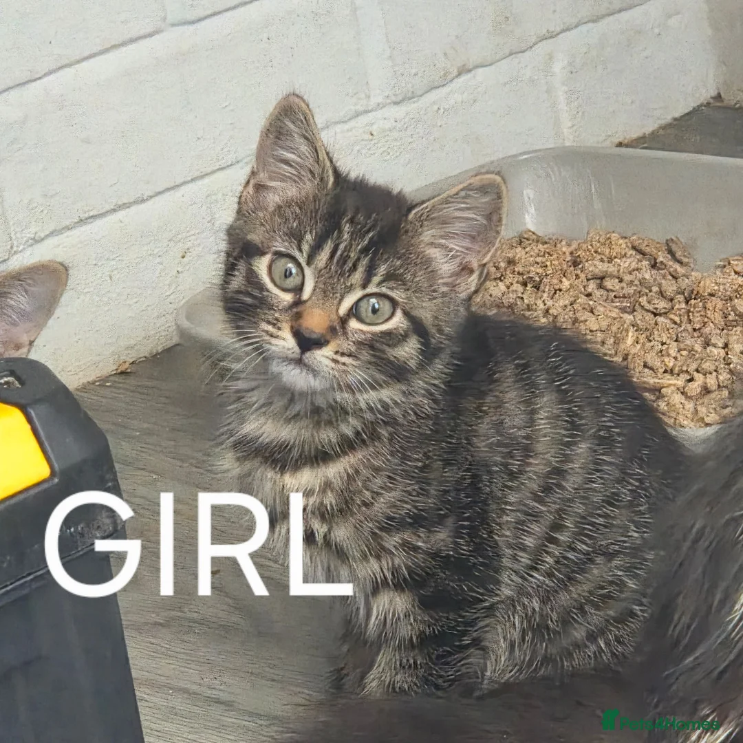 Mixed Breed cats for sale: 4 beautiful kittens  - Advert 2