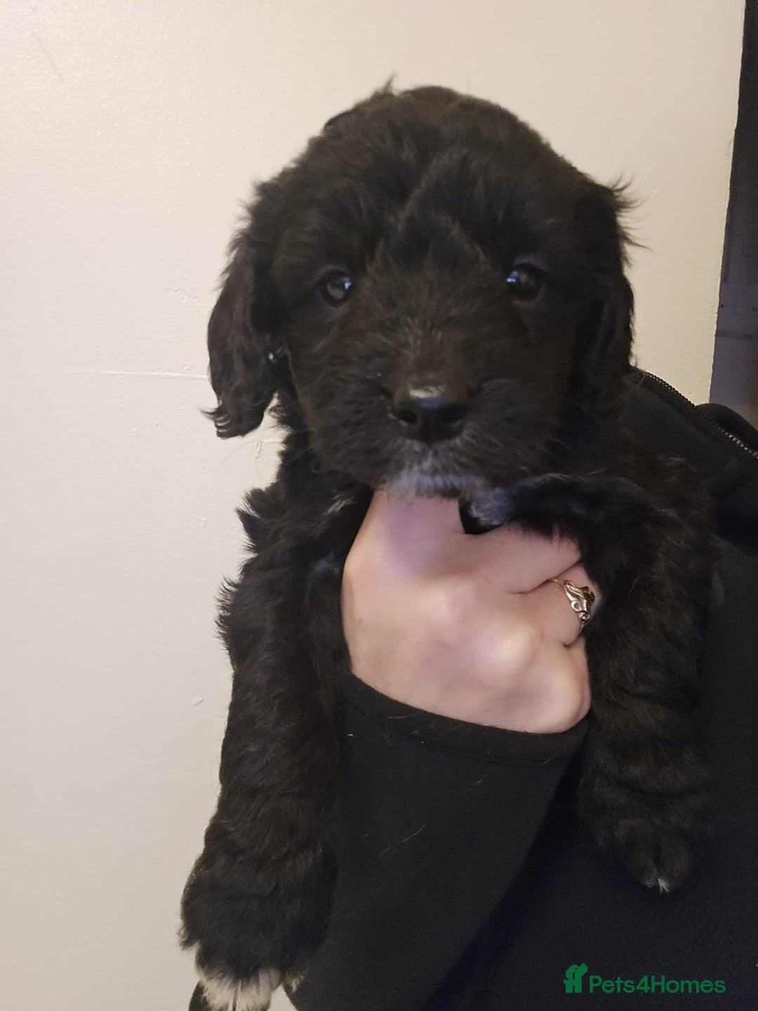 Goldendoodle dogs for sale: Goldendoodles  - Advert 8