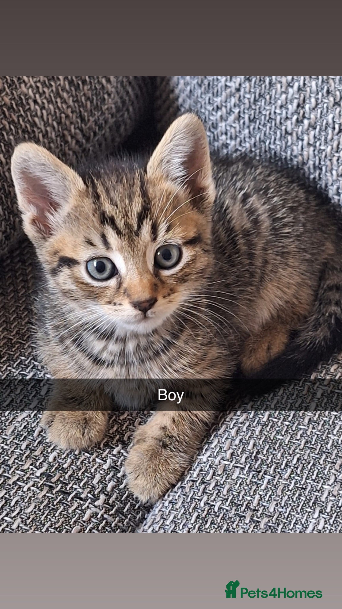 Mixed Breed cats Beautiful kittens 😻 - Advert 18