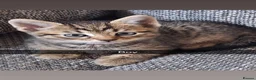 Mixed Breed cats for sale: Beautiful kittens 😻 - Advert 8