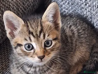 Mixed Breed cats Beautiful kittens 😻 - Advert 2