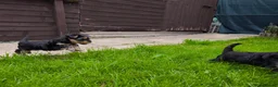 Yorkshire Terrier dogs for sale: Beautiful Yorkshire Terrier Pupp – 2 Girls & 1 Boy - Advert 4