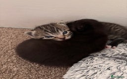 Russian Blue cats for sale: Kittens - Image 4