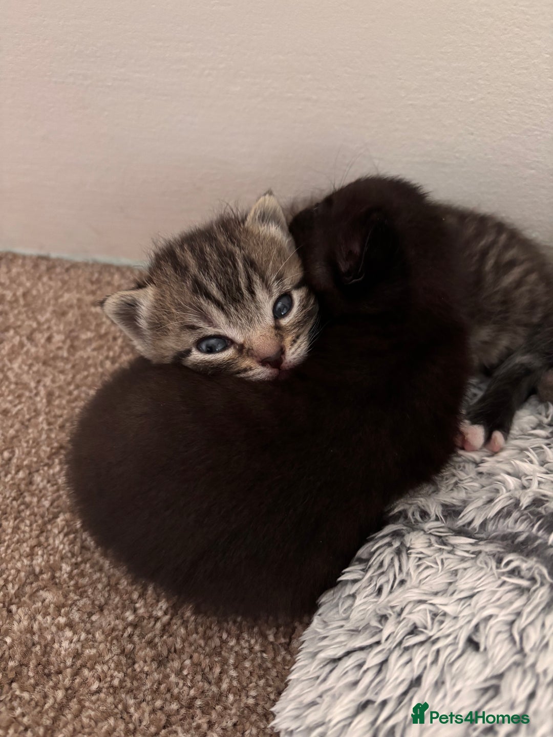 Russian Blue cats for sale: Kittens - Image 4