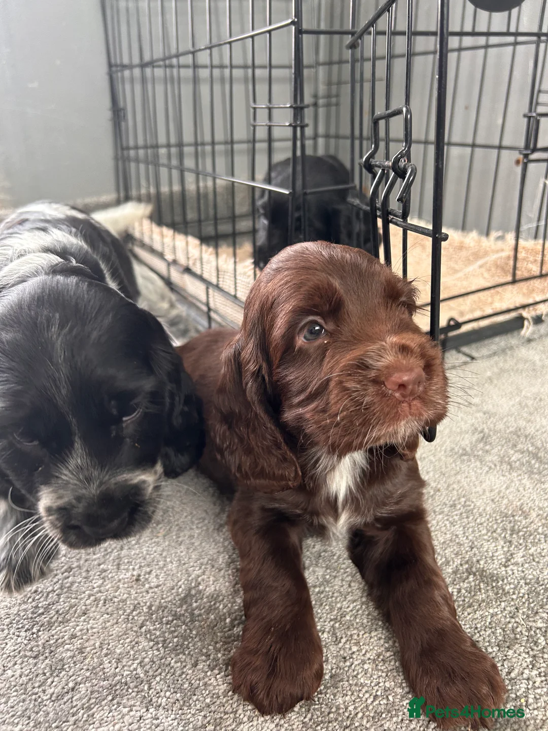 Cocker Spaniel dogs for sale: Cocker spaniel puppies  in Manchester - Advert 13