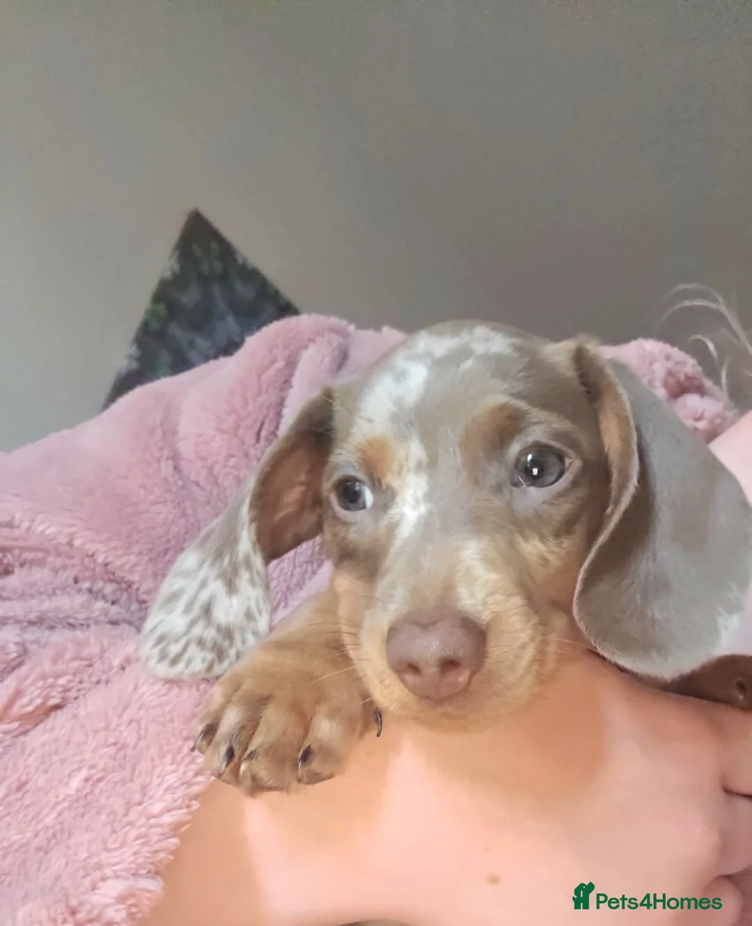 Miniature Dachshund dogs for sale: Last Isabella dapple blue eyed boy  - Advert 2
