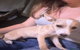 Mixed Breed dogs for sale: Dachshund crossed Jack Russell Chihuahua Puppies!  - Image 8