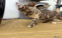 British Shorthair cats for sale: Beautiful choc and caramel (REDUCED) - Image 9