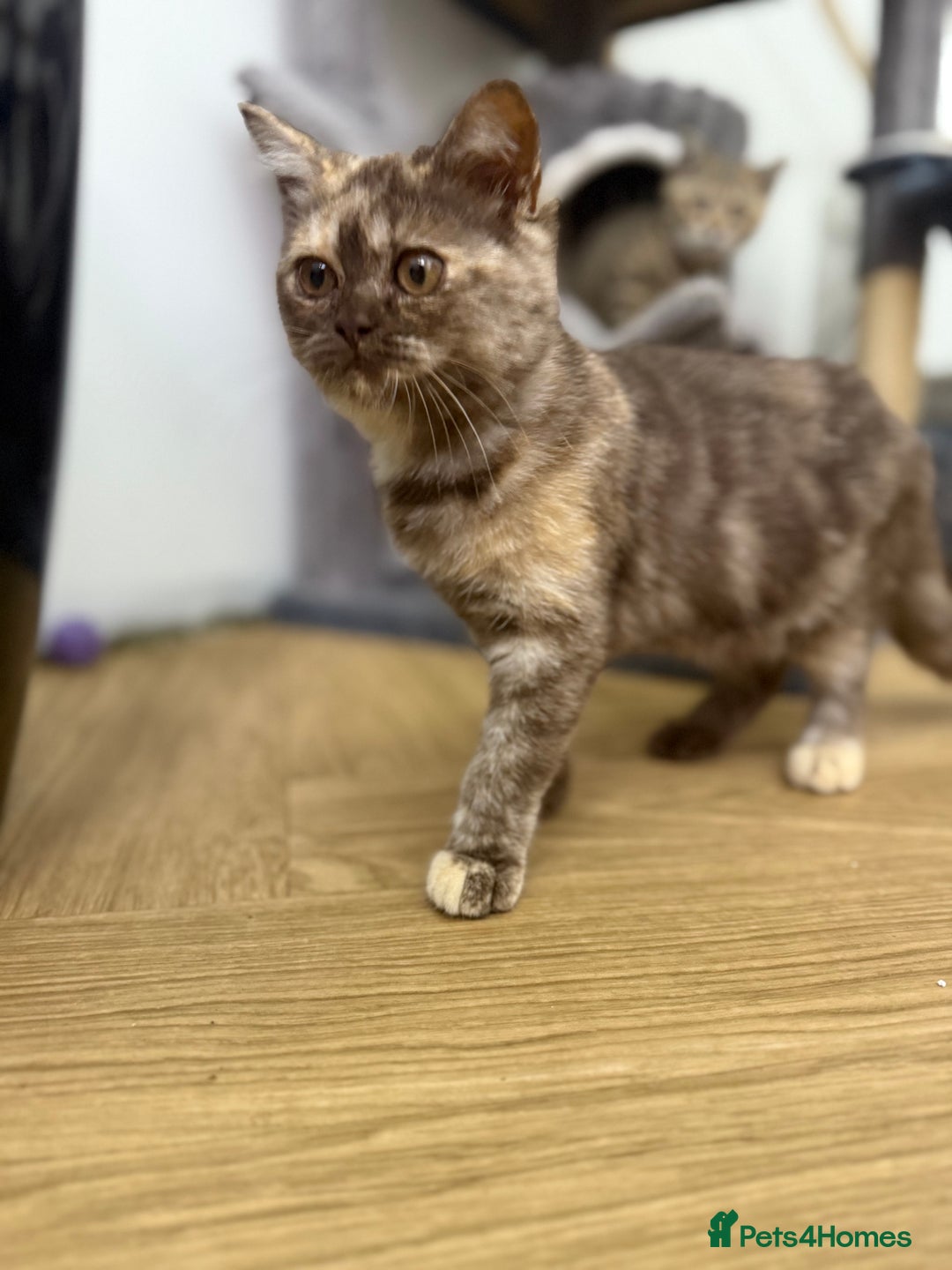 British Shorthair cats for sale: Beautiful choc and caramel (REDUCED) - Image 9