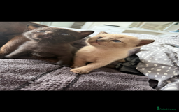 Burmese cats for sale: Burmese X Sisters  - Image 7
