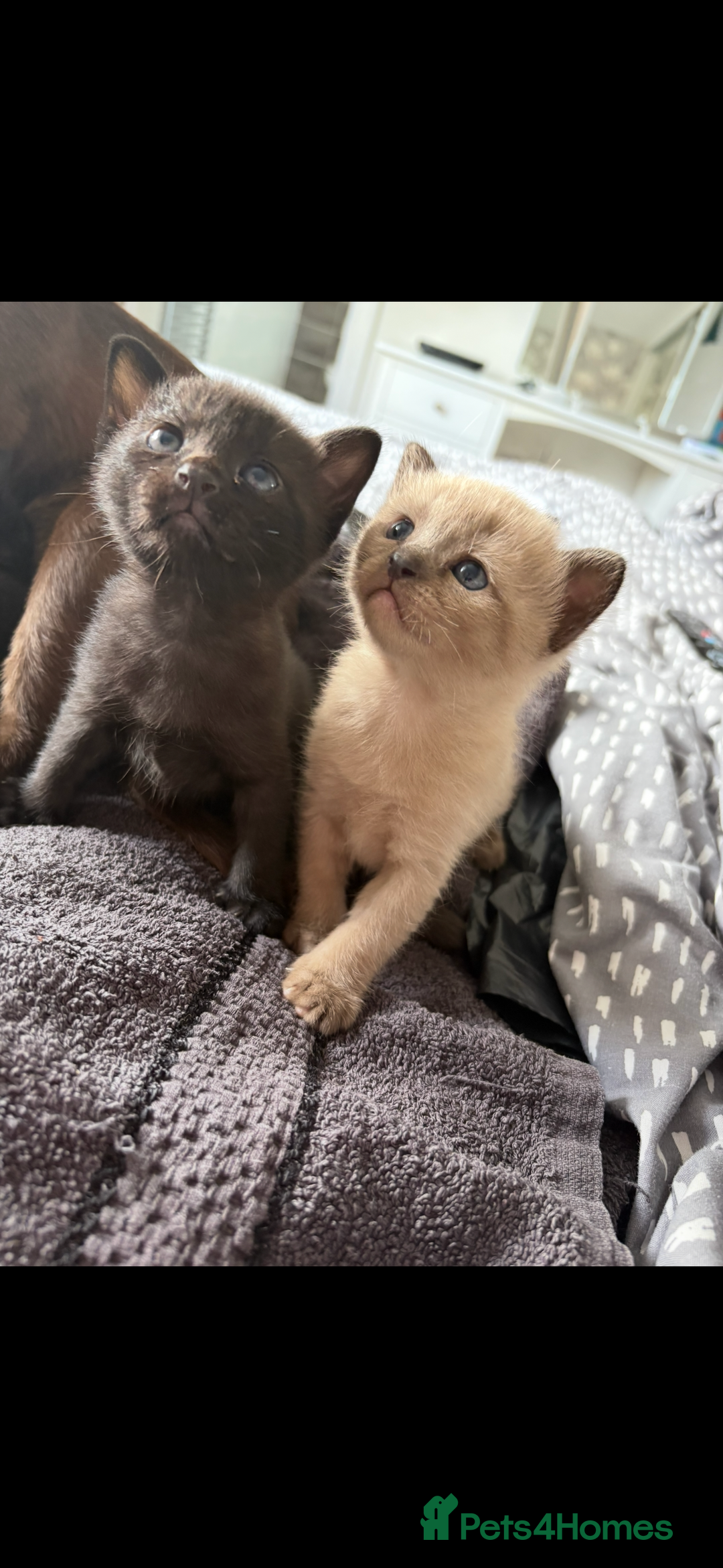 Burmese cats for sale: Burmese X Sisters  - Image 7