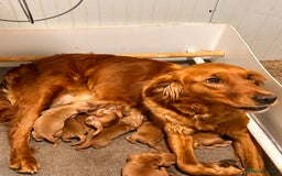 Golden Retriever dogs for sale: Dark Working Golden Retriever puppies - Image 1