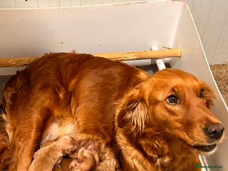 Golden Retriever dogs Dark Working Golden Retriever puppies - Advert 2