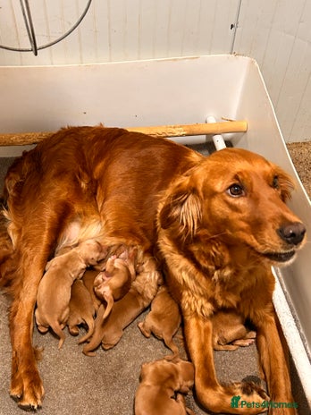 Golden Retriever dogs - Advert 16