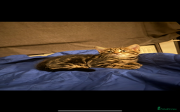 Domestic Shorthair cats for sale: 4 beautiful kittens, £100 each!! - Image 1