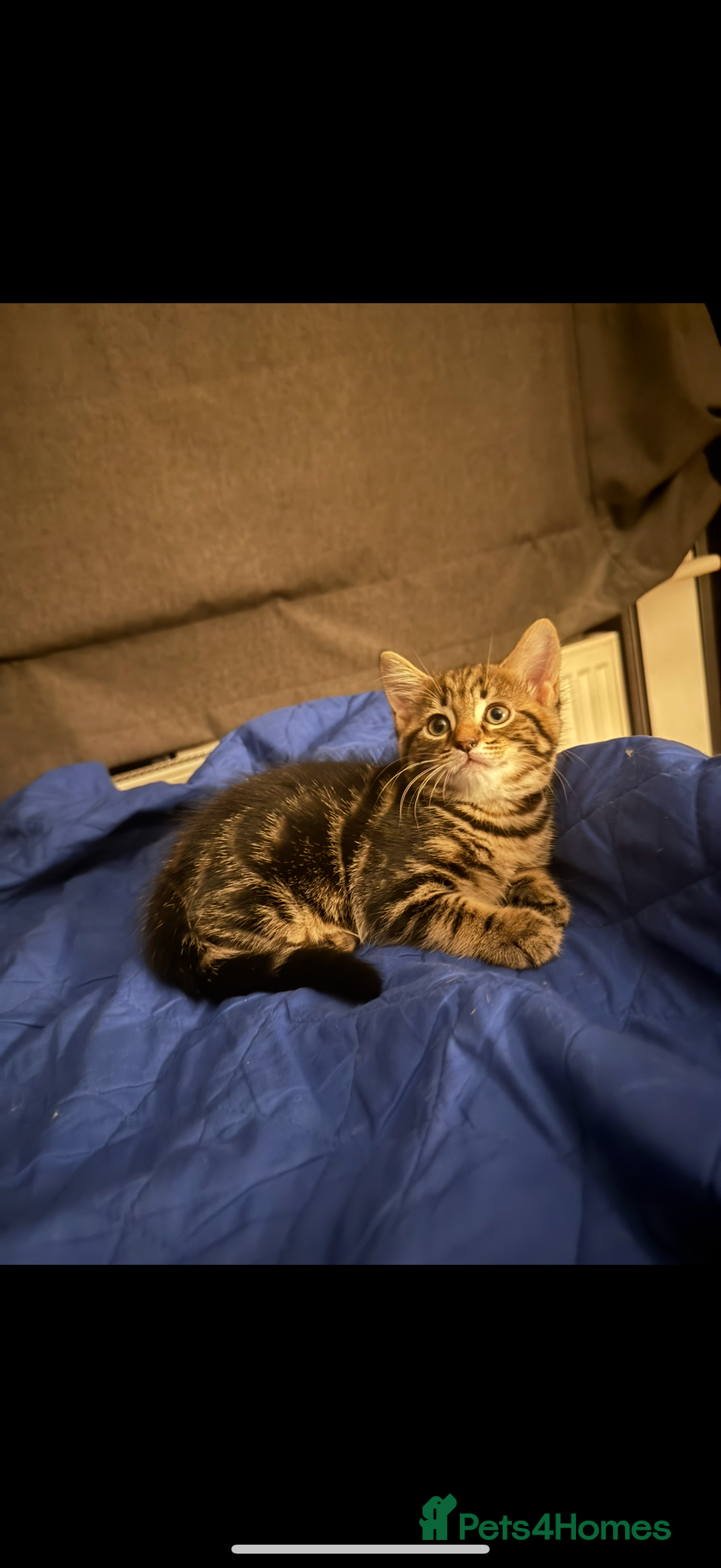 Domestic Shorthair cats for sale: 4 beautiful kittens, £100 each!! - Image 1