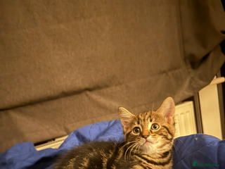 Domestic Shorthair cats - Advert 32