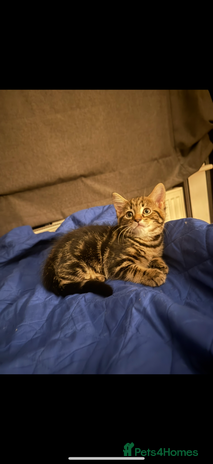 Domestic Shorthair cats - Advert 19