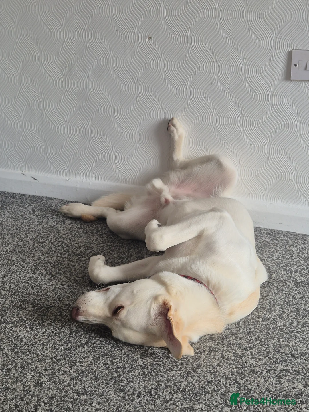 Mixed Breed dogs for sale: Ralphie - Advert 2