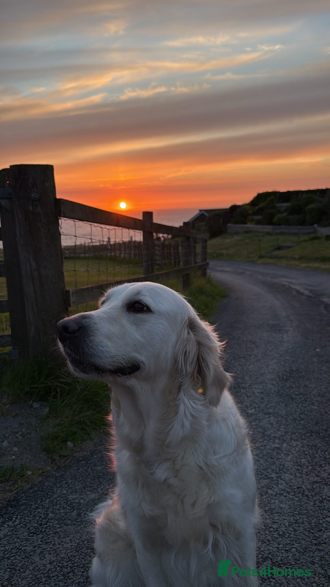 Golden Retriever dogs Golden Retrievers Seeking Forever Homes - Advert 2