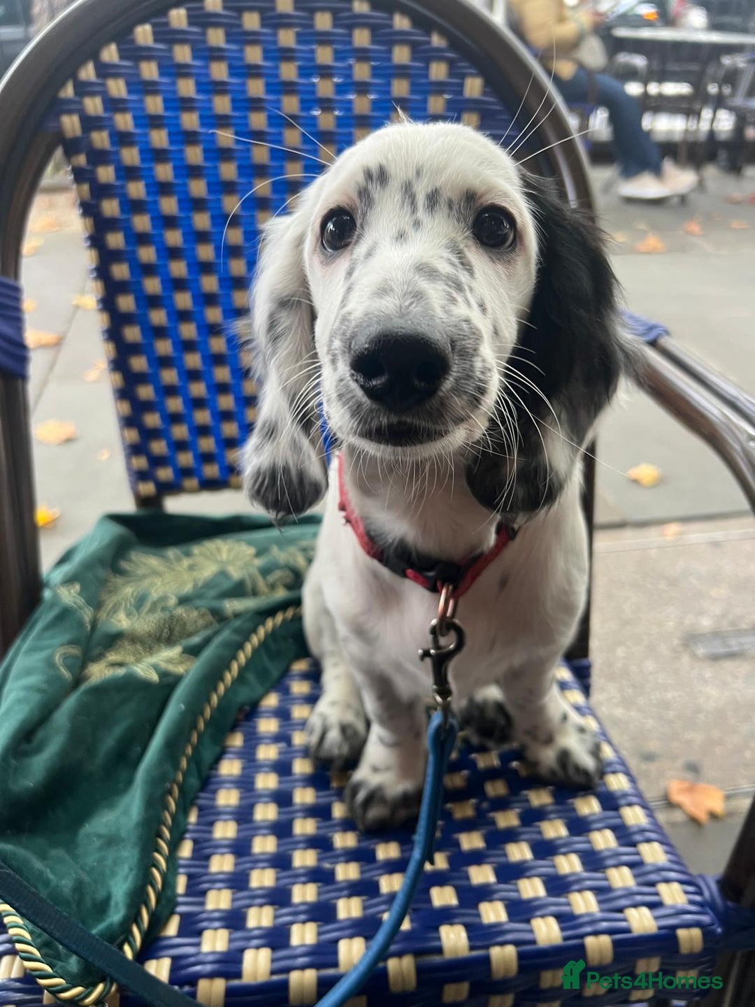 Dachshund dogs for sale: Last piebold black and white Dachshund Puppy  - Advert 14