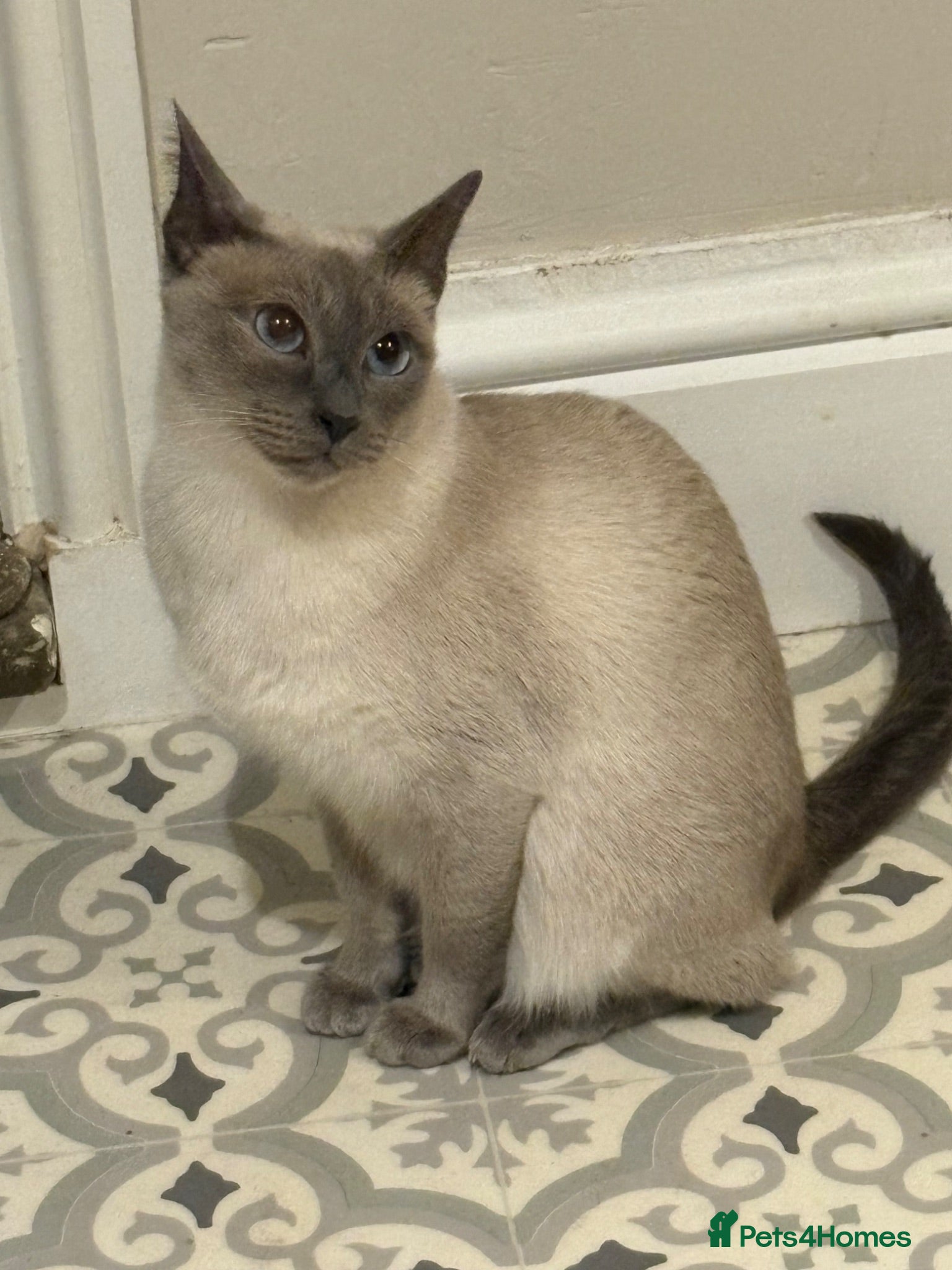 Mixed Breed cats Siamese sealpoint cross breed cat  - Advert 1