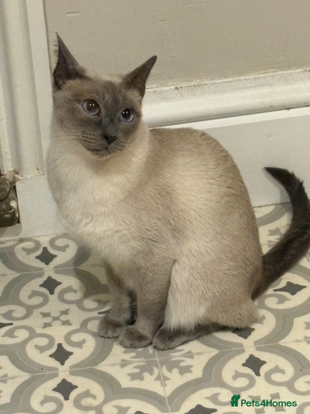 Mixed Breed cats for sale: Siamese sealpoint cross breed cat  in Burton-on-Trent - Advert 1