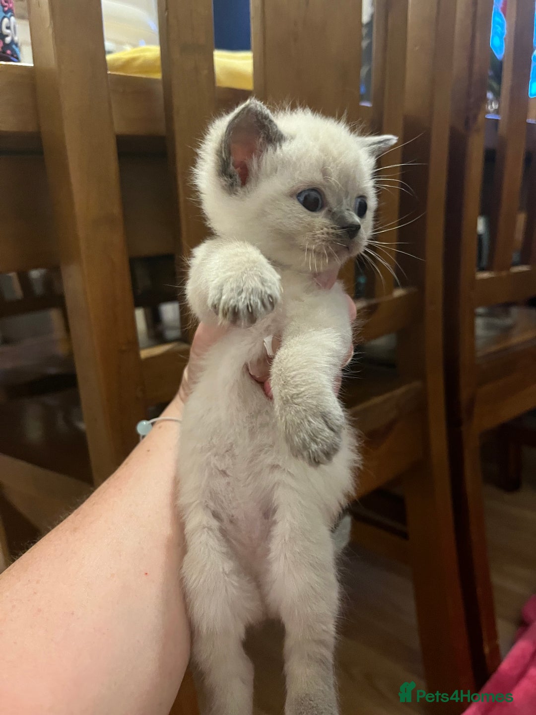Mixed Breed cats for sale: Beautiful Ragdoll x BSH kittens for sale! - Image 2