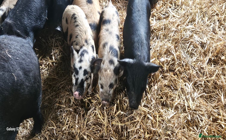 Pig livestock - Advert 1
