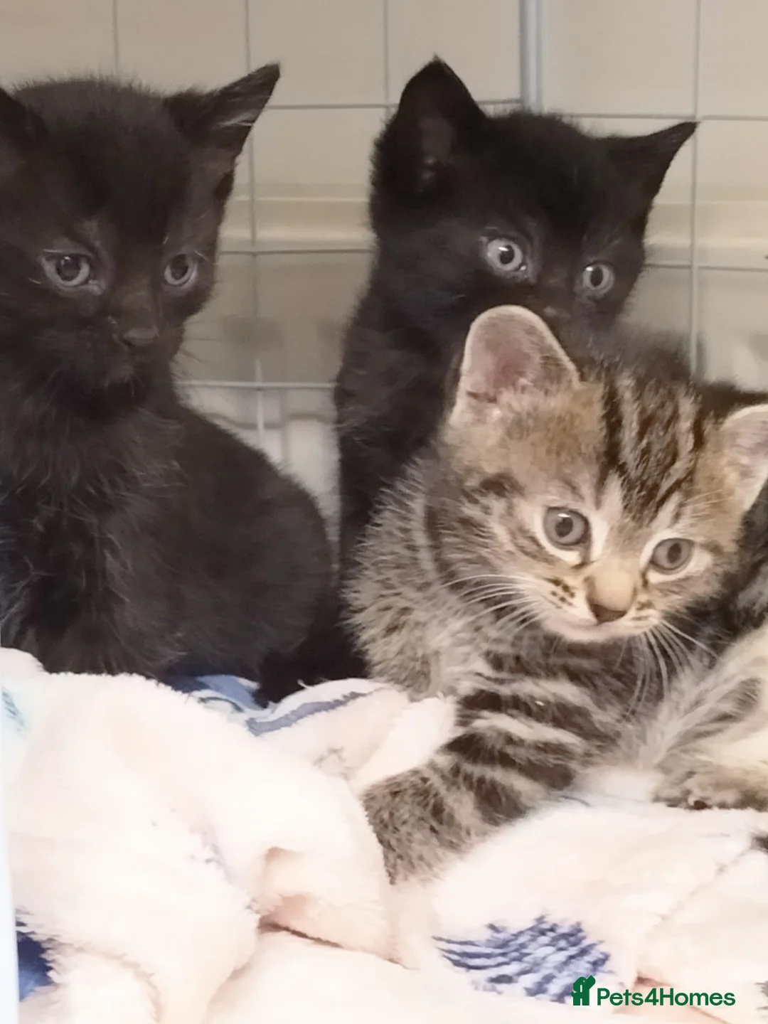 Mixed Breed cats for sale: 3 loving kittens looking for a home  - Advert 1