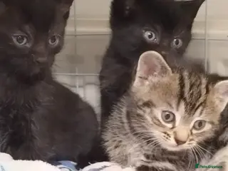 Mixed Breed cats 3 loving kittens looking for a home - Advert 2