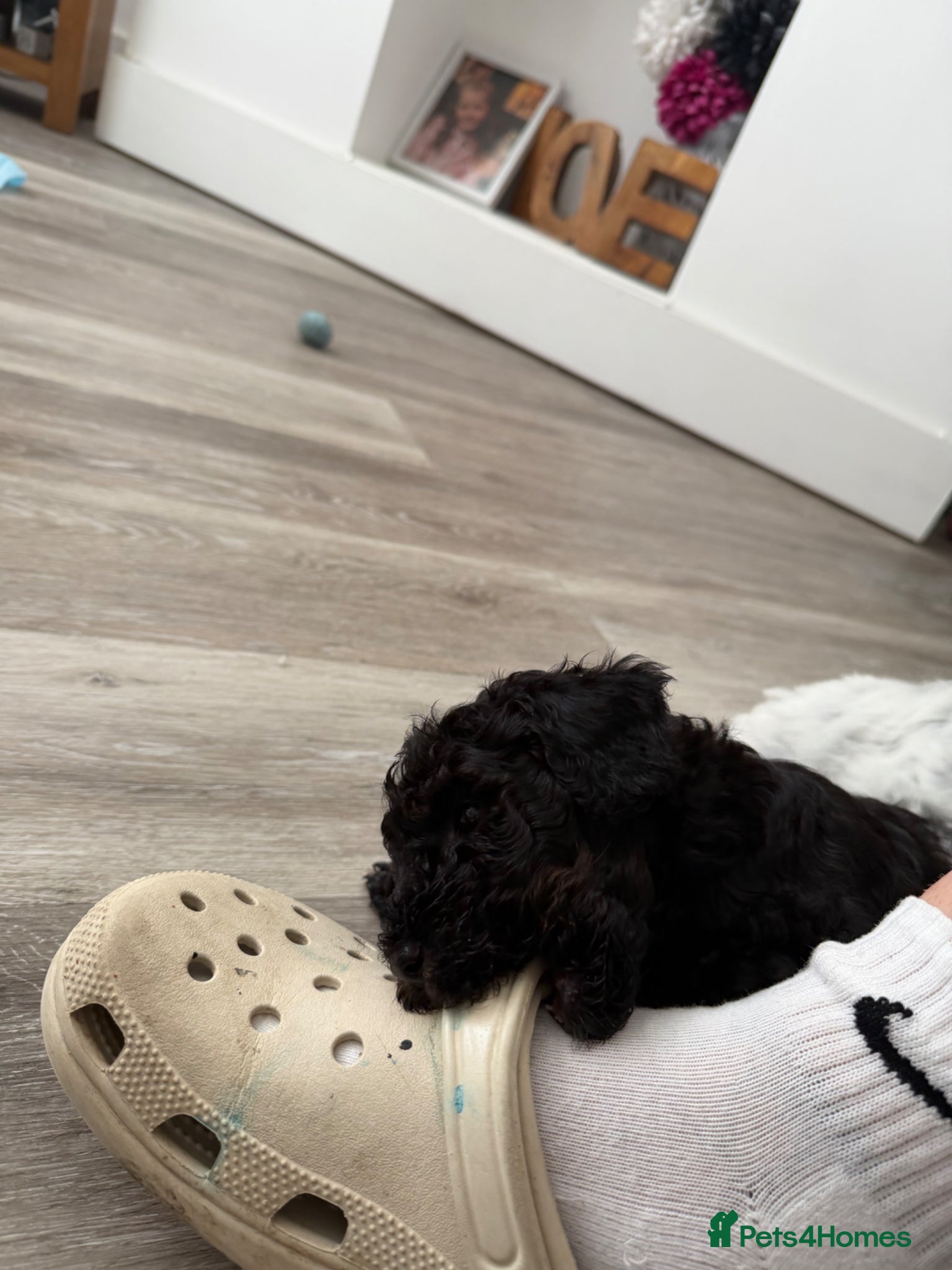 Mixed Breed dogs for sale: Jackapoo Puppies - Advert 6