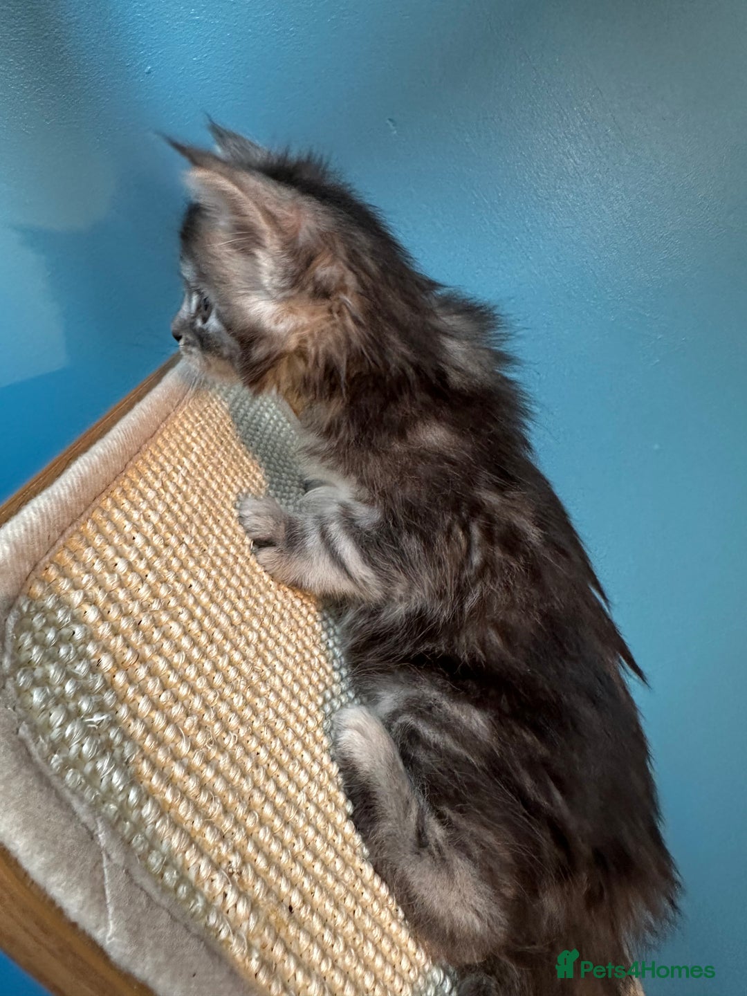 Maine Coon cats for sale: GCCF Maine coon kittens  - Image 5