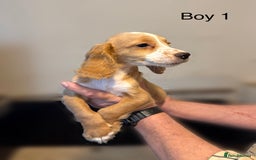 Cocker Spaniel dogs for sale: Beautiful cocker spaniel puppies ready now - Image 3