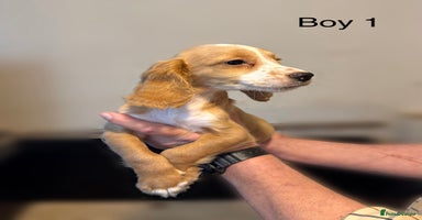 Cocker Spaniel dogs - Advert 14