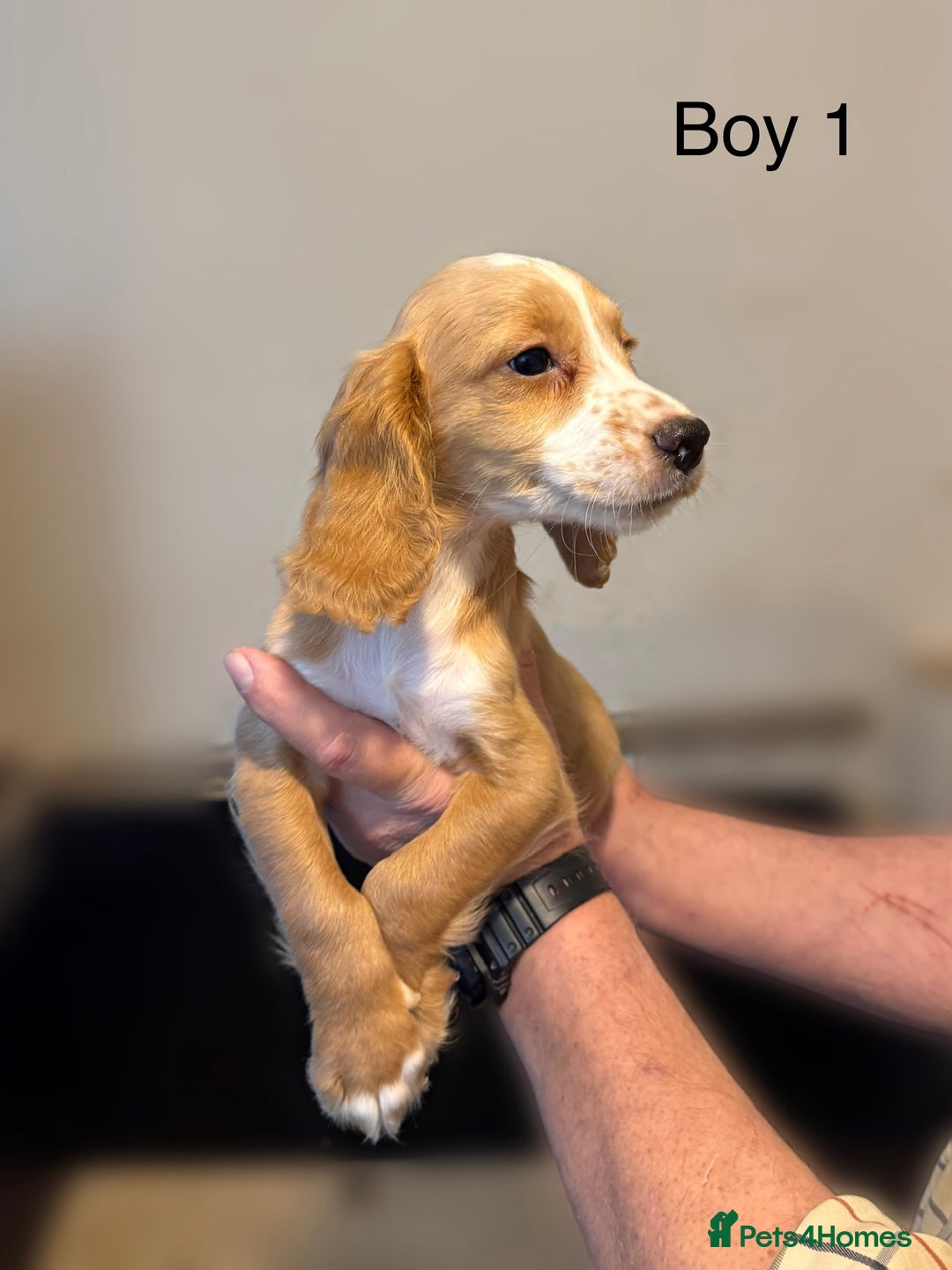 Cocker Spaniel dogs for sale: Beautiful cocker spaniel puppies ready now - Image 3