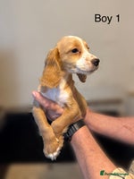 Cocker Spaniel dogs - Advert 4