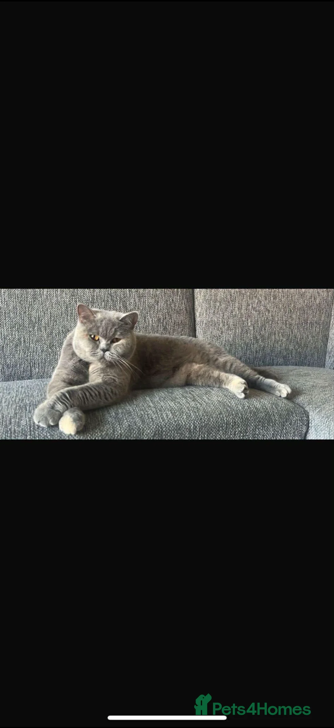 British Shorthair cats for sale: Female British Shorthair in Rossendale - Advert 3