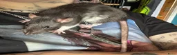 Rat rodents for sale: Urgent home needed for female rat in Nottingham - Advert 2