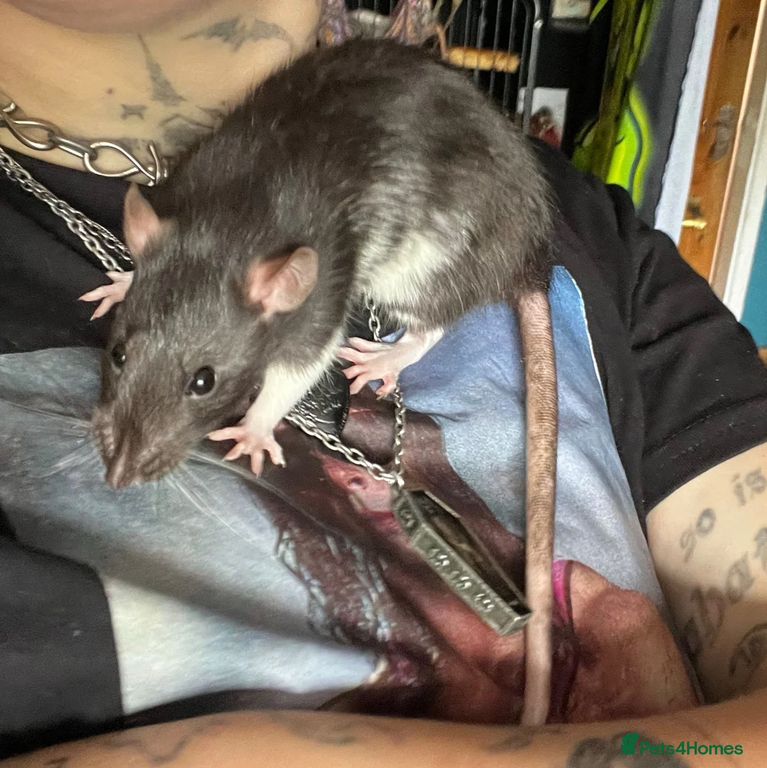 Rat rodents for sale: Urgent home needed for female rat in Nottingham - Advert 2
