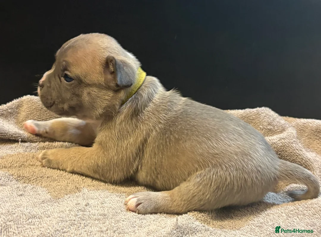 Mixed Breed dogs for sale: Frenchie mix - Advert 10