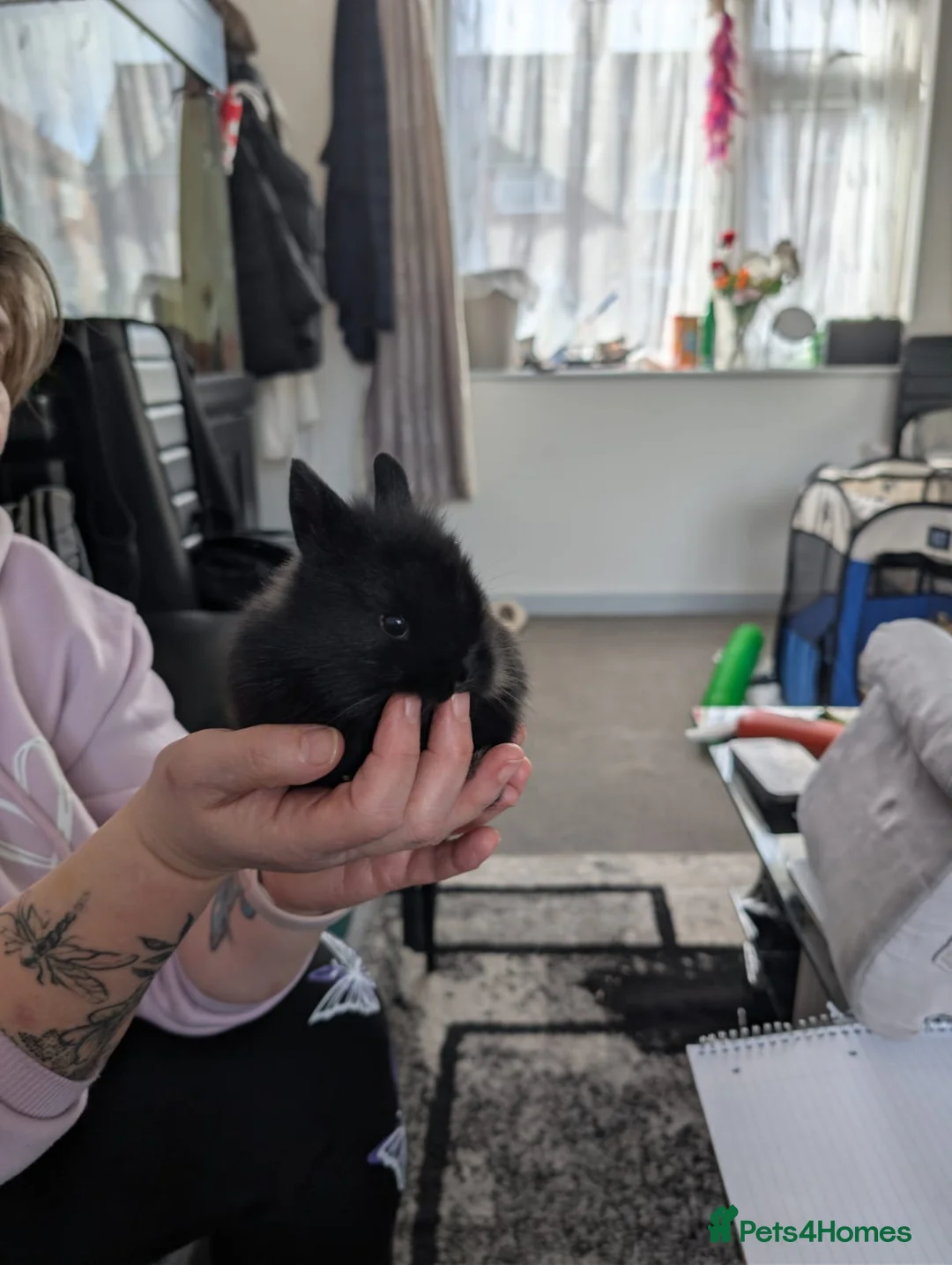 Mixed Breed rabbits for sale:  Lionhead /mini rex rabbits  - Advert 2