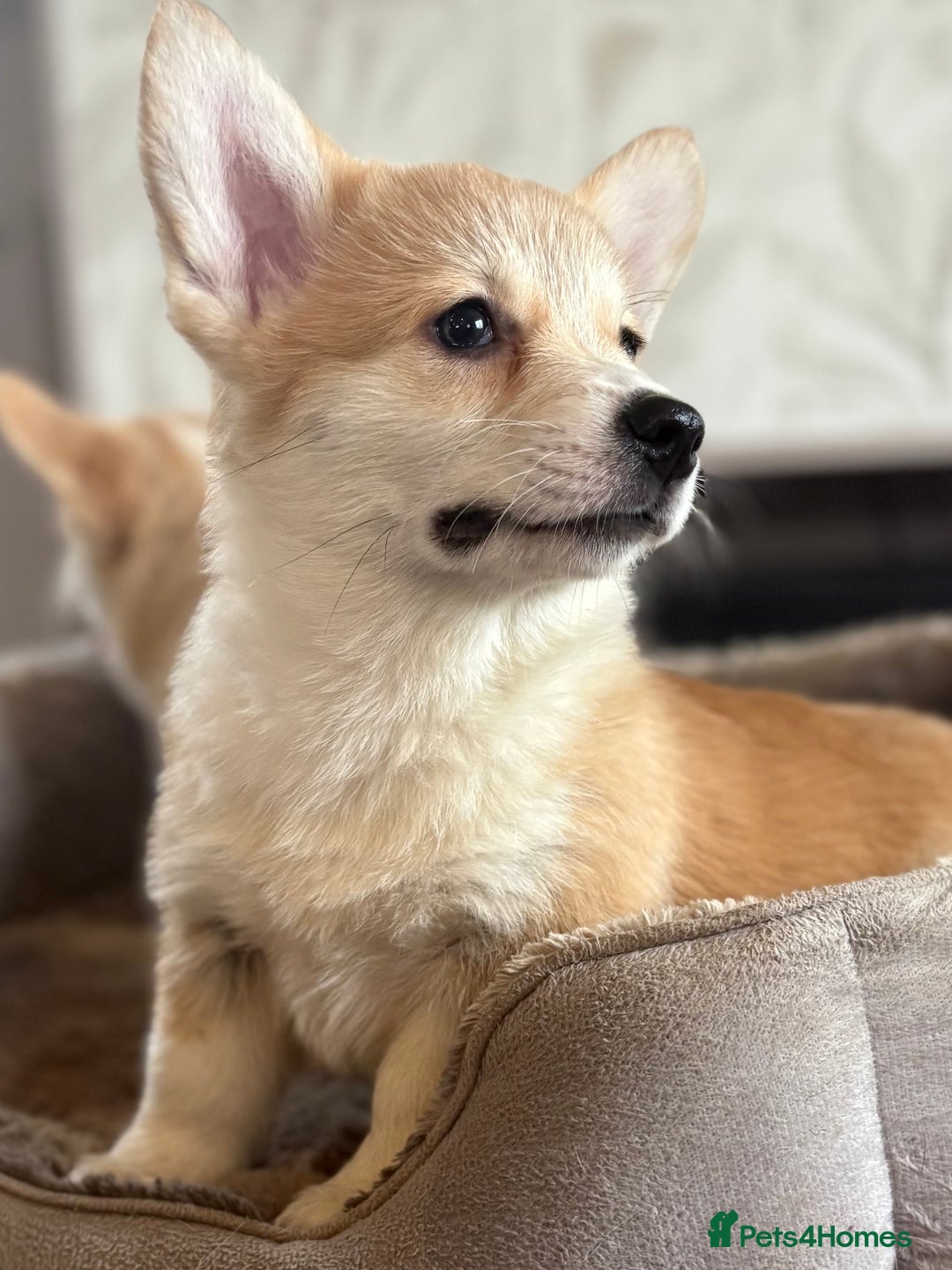 Welsh Corgi Pembroke dogs for sale: Outstanding Pembrokeshire Corgi Puppies  - Advert 21